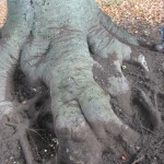 Exposure of root flare of Beech to assess for decay