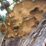 Phellinus Fungus causing decay in Pine