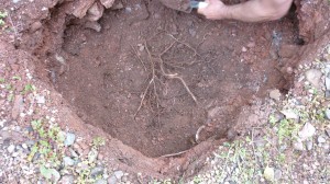 Manual excavation of trial pit to establish root distribution